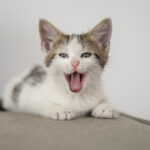 Miaulements nocturnes