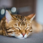 Votre chat ronronne : bonheur, stress ou demande d’attention ?