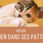 Atelier Bien dans ses Pattes à Nice