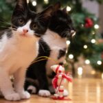 Un cadeau de Noël pour mon chat ?