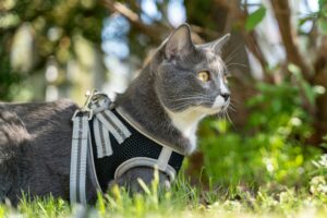 L&rsquo;apprentissage du port du harnais et  de la balade pour les chats