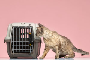 Comment habituer le chat à sa cage de transport ? 