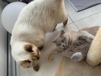 Moon ET lila 3 - Comportementaliste félin Antibes
